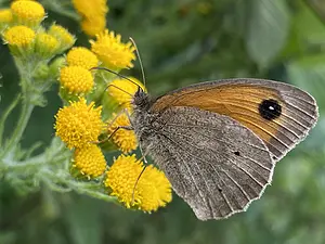 Bruin zandoogje -op Duinkruiskruid- Maniola jurtina-2025-07-03 kopie.webp