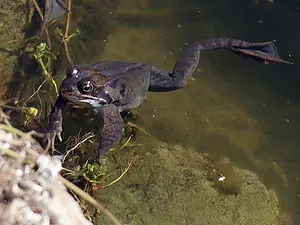 Bruine kikker - Rana temporaria-2021-03-30-2 kopie.webp