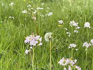 Pinksterbloem  Cardamine pratensis-2023-04-21 kopie.webp