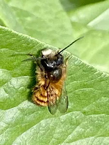 Rosse metselbij man-2024-04-06 kopie.webp