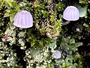 blauwgrijze schorsmycena.webp