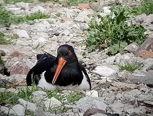 jaarverslag wilmkebreekpolder 2025.webp