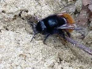 gehoornde metselbij-2026-03-19.webp