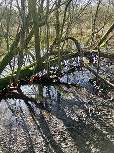 Kadoelerduin-moerassig gebied2.webp