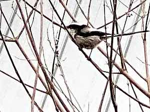 Staartmees Aegithalos caudatus-2023-03-21.webp