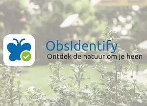 App ObsIdentify.webp