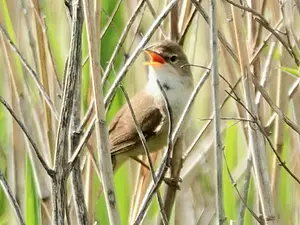 Kleine karekiet (foto- Pieter Divendal).webp