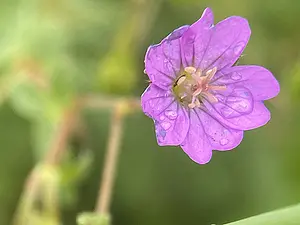 Bermooievaarsbek - Geranium pyrenaicum-2026-06-04.webp