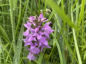 Gewone rietorchis - Dactylorhiza praetermissa subsp. praetermissa -2026-06-04.webp