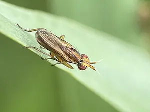 Gewone streepslakvlieg - Limnia unguicornis-2026-06-04.webp