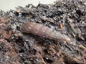 Grote clausilia.webp