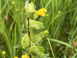 Kleine ratelaar - Rhinanthus minor-2026-06-04.webp
