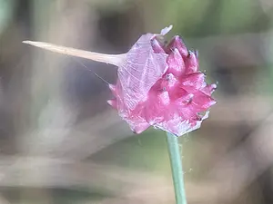 Kraailook - Allium vineale-2026-06-04.webp