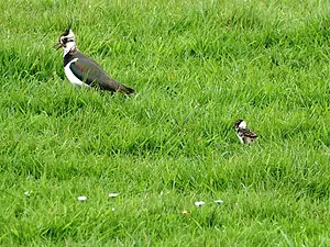 Kievit met pul 20x15-2.webp