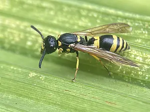 Sierlijke deukwesp - Symmorphus gracilis-2-2026-07-20.webp