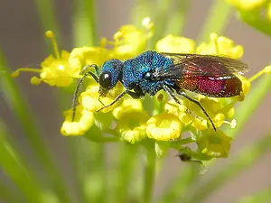 Tandgoudwesp - Chrysis inaequalis-2020-07-30.webp