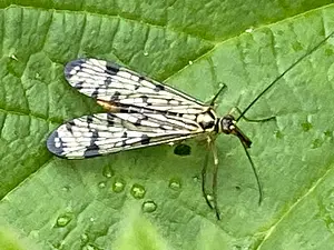 Duitse schorpioenvlieg vrouw