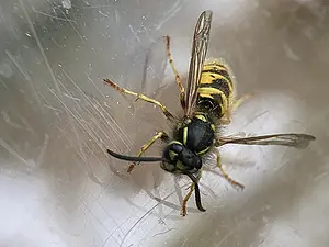 Gewone wesp -16- Vespula vulgaris-2024-09-09.webp
