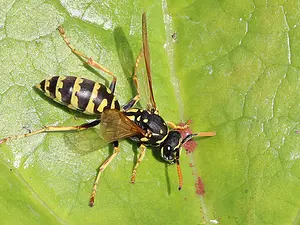 Franse veldwesp - Polistes dominula-2021_07_21.webp