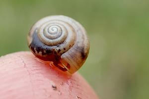 kleine karthuizerslak-Buiksloterbreek-2024-04-11