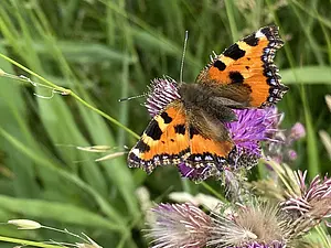 Kleine vos - Aglais urticae-LMP-2026-06-07.webp