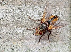 Woeste sluipvlieg-vrouw2-Tachina fera:magnicornis-2023_09_25.jpg