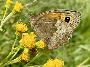 Bruin zandoogje -op Duinkruiskriuid- Maniola jurtina-2024-07-17.webp