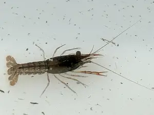 rode amerikaanse rivierkreeft.webp
