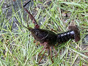 Rode Amerikaanse rivierkreeft - Procambarus clarkii -2026-05-03.webp