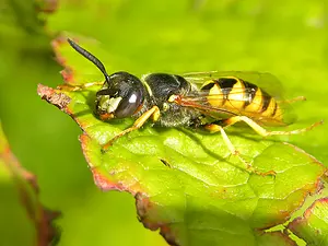 Bijenwolf - Philanthus triangulum-2020-08-23 16.27.03.webp