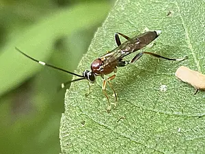 Darwinwesp-Crytea erythraea-2026-07-14.webp