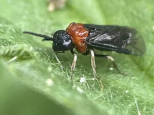 Echte bladwesp-Eutomostethus ephippium-2026-07-20.webp
