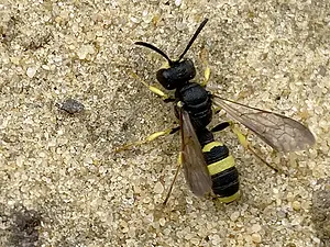 Groefbijendoder - Cerceris rybyensis-leemzandhoop -2026-06-11.webp