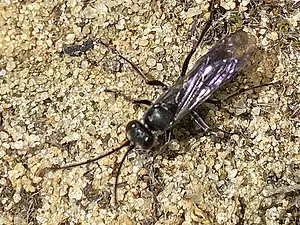 Koolzwarte Metselspinnendoder - Auplopus carbonarius-2026-06-16.webp