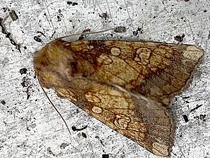 Goudgele boorder - Gortyna flavago-2-2026-09-08.webp