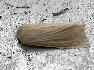 Bleke grasuil - Mythimna pallens-2026-09-08.webp