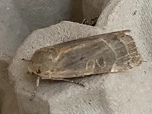 Breedbandhuismoeder - Noctua fimbriata-2026-09-08.webp