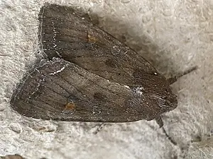 Groente-uil - Lacanobia oleracea-2026-09-08.webp