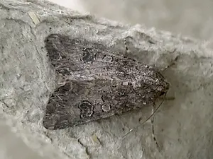 Spurrie-uil - Anarta trifolii-2026-09-08.webp