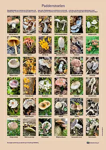 Paddenstoelen in de Kadoelen-A3-SCHERM.webp