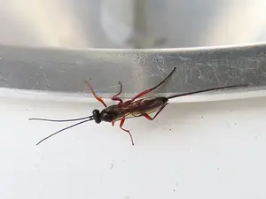 Lissonota spec.Nina Verkaik-de Haan.webp