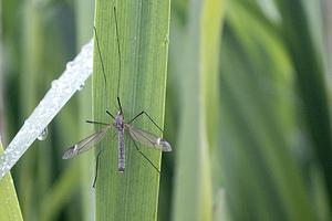 Langpootmug- blauwe goudtip-LR-2024_04_25.jpg