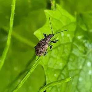 Phyllobius pilicornis.webp