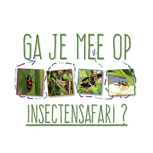 Flyer insectensafari-CORR.webp