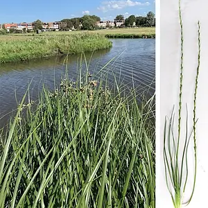 Michiel-Heen en Moeraszoutgras