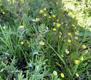 Pioniersvegetatie met moerasdroogbloem en goudknopje