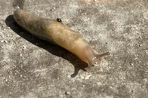 Gevlekte akkerslak  Deroceras reticulatum 2020-04-06 kopie.webp