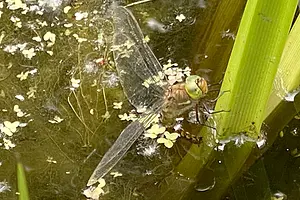 Vroege glazenmaker.webp