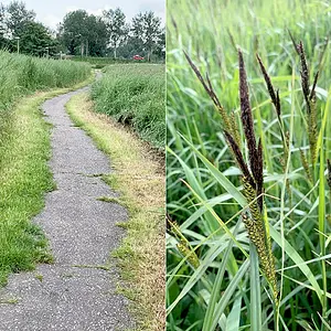 Kadoelenpad- Vegetatie.webp