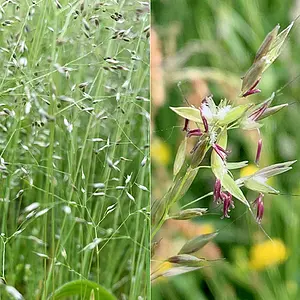 Kadoelenpad- Vegetatie3.webp